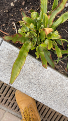 Asplenium scolopendrium