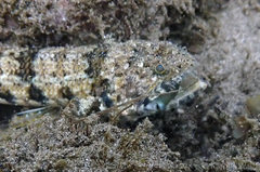 Synodus dermatogenys