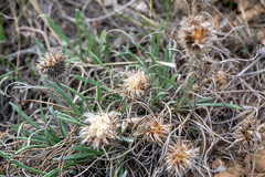 Ancathia igniaria