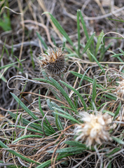 Ancathia igniaria
