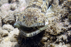 Synodus dermatogenys