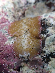 Thysanozoon tentaculatum