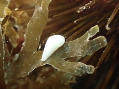 Pyramidelloidea