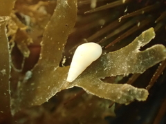 Pyramidelloidea