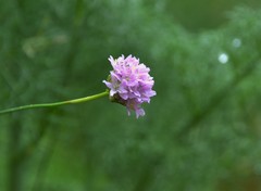 Armeria rothmaleri