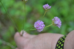 Armeria rothmaleri