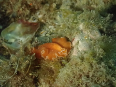 Yungia aurantiaca