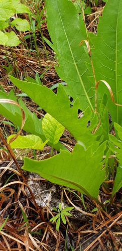 Image of Silphium pinnatifidum by (c) Stephan Eselgroth, some rights reserved (CC BY-SA)