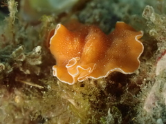 Yungia aurantiaca