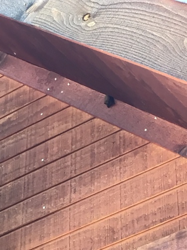 iNaturalist observation photo of California Myotis