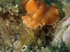 Yungia aurantiaca