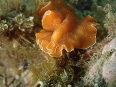 Yungia aurantiaca