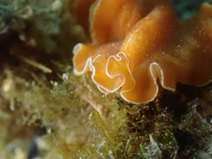Yungia aurantiaca