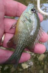 Lepomis aquilensis