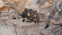 Lathagrium auriforme