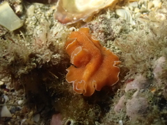 Yungia aurantiaca