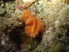 Yungia aurantiaca