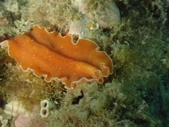 Yungia aurantiaca