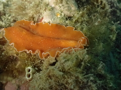 Yungia aurantiaca