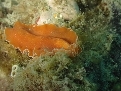 Yungia aurantiaca