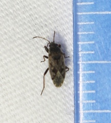 Sphragisticus nebulosus