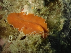 Yungia aurantiaca