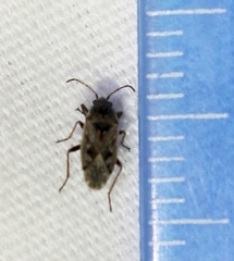 Sphragisticus nebulosus