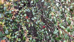 Cotoneaster × suecicus