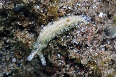 Elysia degeneri