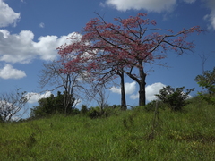Ceiba speciosa