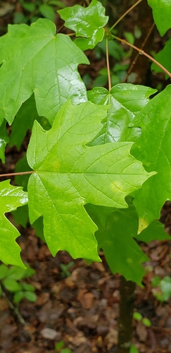 Image of Acer leucoderme by (c) Stephan Eselgroth, some rights reserved (CC BY-SA)
