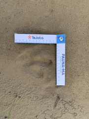 Hydrochoerus hydrochaeris