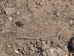 Darditilla amabilis
