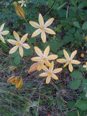 Triteleia ixioides anilina