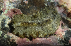 Pseudobiceros kryptos