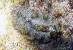 Pseudobiceros kryptos