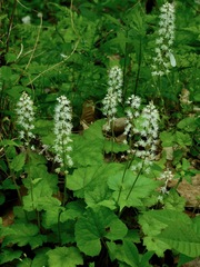 Tiarella austrina