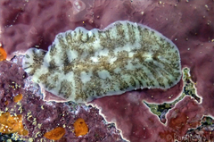 Pericelis