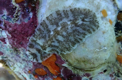 Pericelis