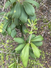 Canellaceae