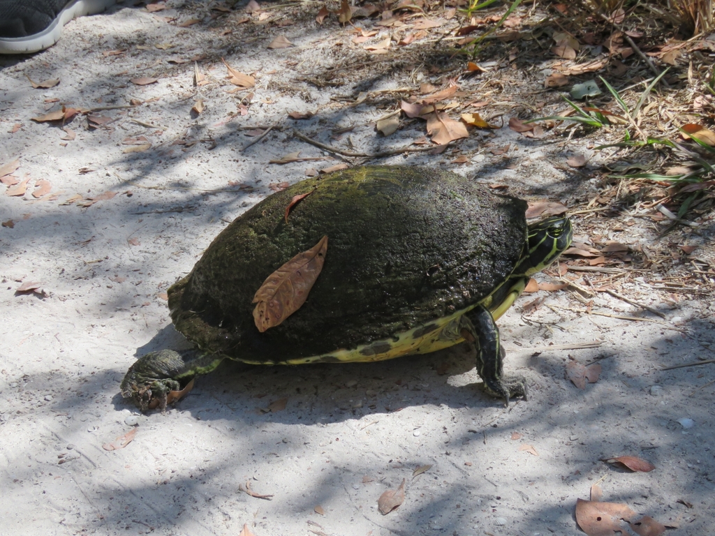 Peninsular Cooter from Sanibel, FL 33957, USA on April 26, 2022 at 10: ...