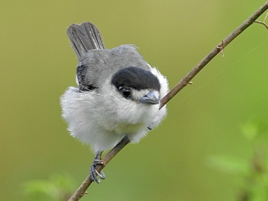 Cinereous Becard (Pachyramphus rufus) photo