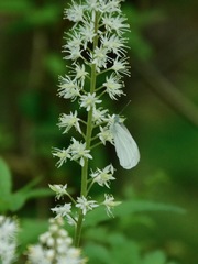 Tiarella austrina