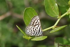 Tarucus theophrastus