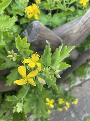 Chelidonium majus