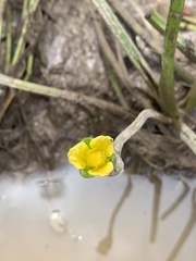 Limnocharis