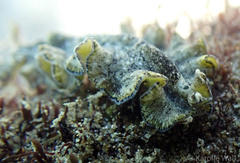 Pseudobiceros kryptos