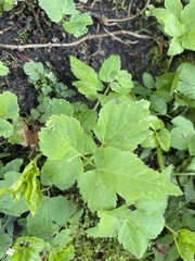 Aegopodium podagraria