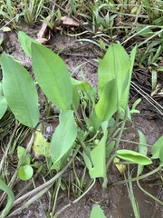 Limnocharis