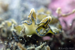 Pseudobiceros kryptos